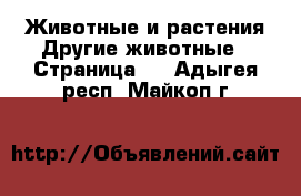 Животные и растения Другие животные - Страница 2 . Адыгея респ.,Майкоп г.